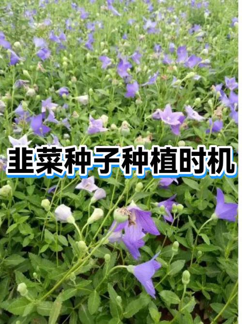几月种韭菜时机最佳