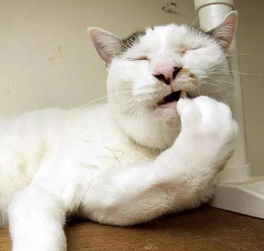 猫咪头一直晃还站不稳