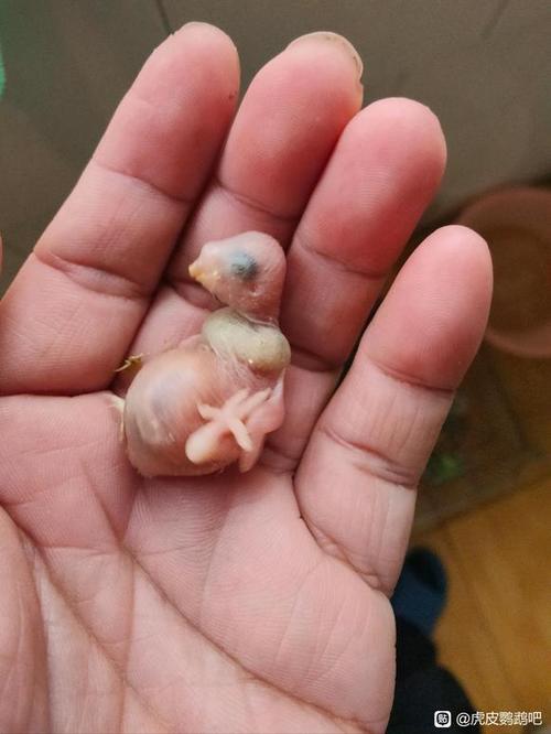 虎皮鹦鹉 幼鸟游戏截图