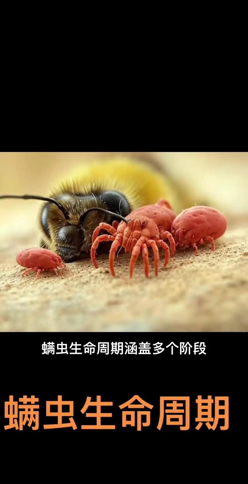 蜜蜂身上的螨虫会进入蜂蜜吗?
