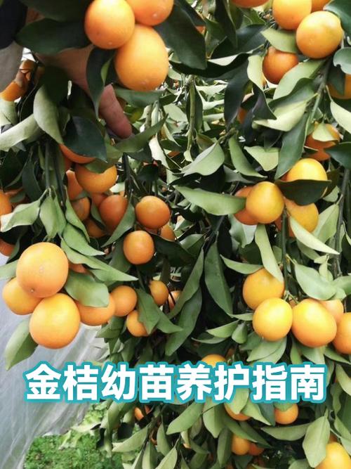 老人吃金桔好吗缩略图