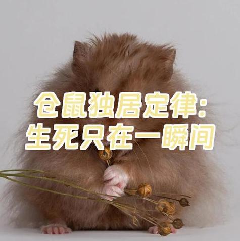 仓鼠咬死了另一只还能留吗