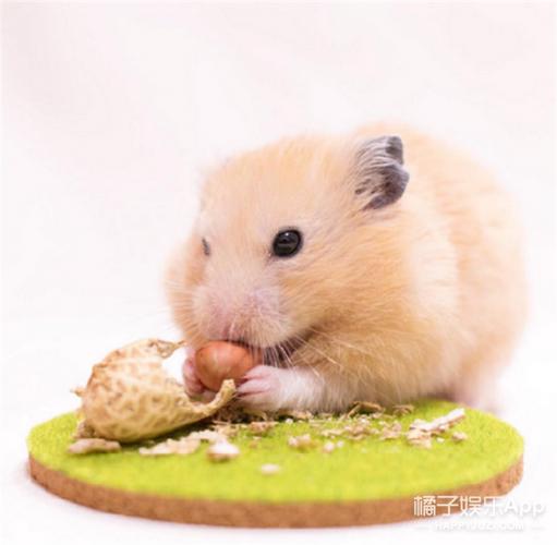 仓鼠喜欢吃什么食物