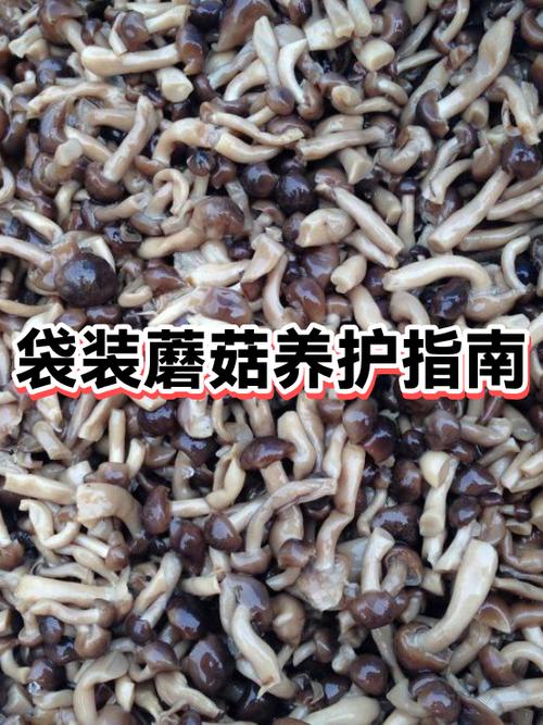 什么病不能吃蘑菇缩略图