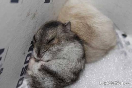 仓鼠可以养多大