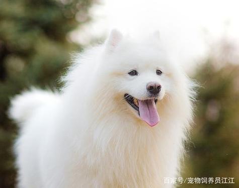 神级宠物饲养员开局契约雷系宠物