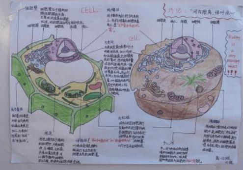 初中生物细胞模型制作方法