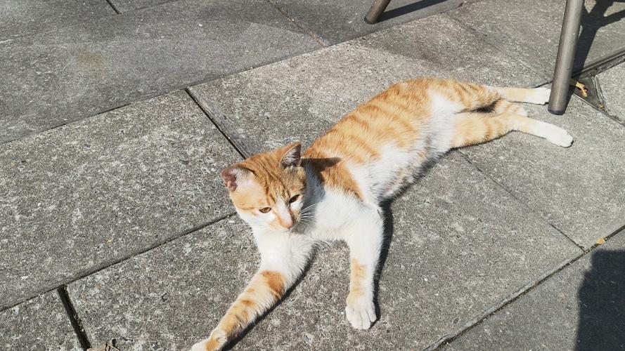 晒猫朋友圈缩略图