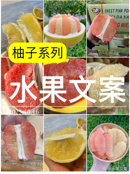 柚子体朋友圈