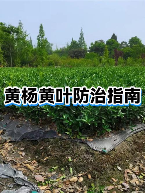 黄叶病喷什么农药缩略图