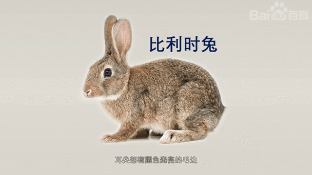 比利时兔