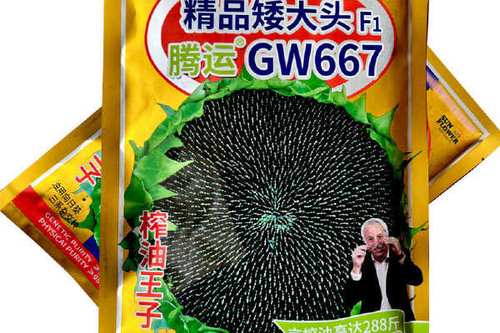 矮大头667油葵种子