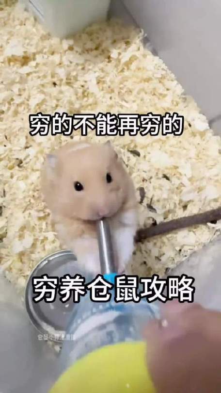 怎么穷养仓鼠
