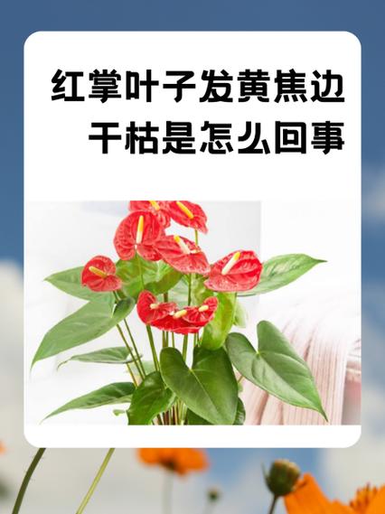 红掌干叶是什么原因