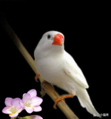 养什么鸟最旺家庭