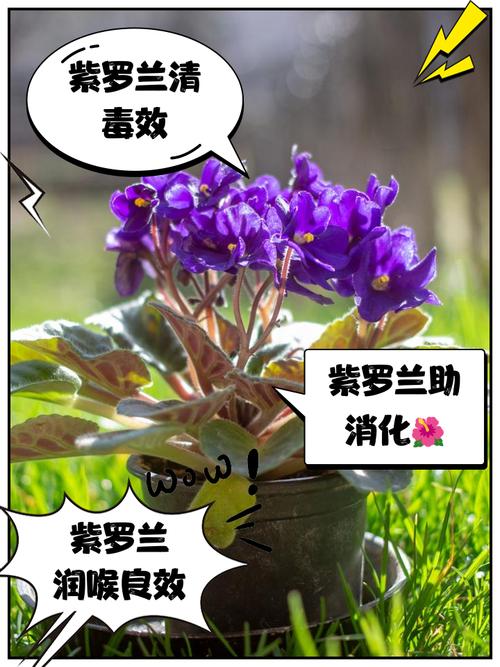 紫罗兰主治什么病