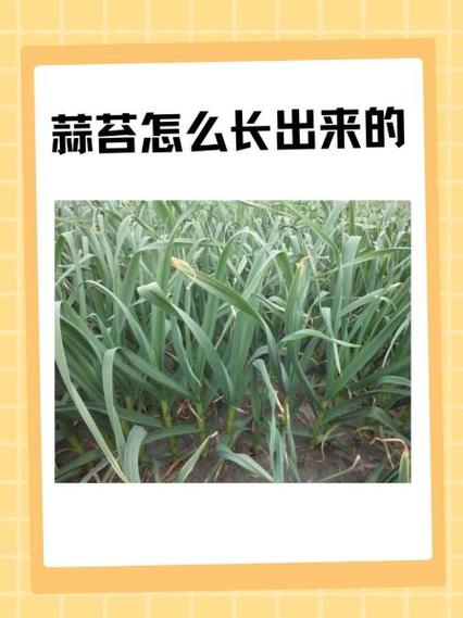 蒜苔生长过程视频