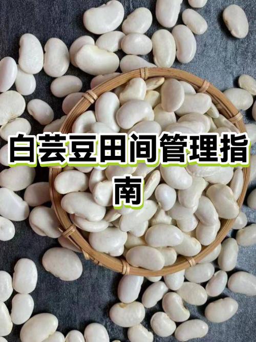 白芸豆种植全过程