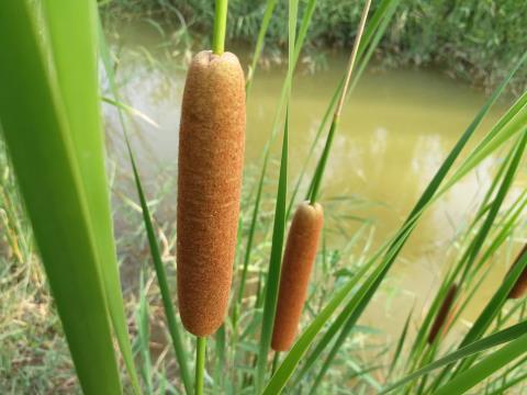 水蜡烛怎么吃