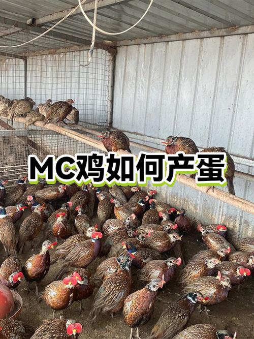 我的世界鸡在哪里刷新