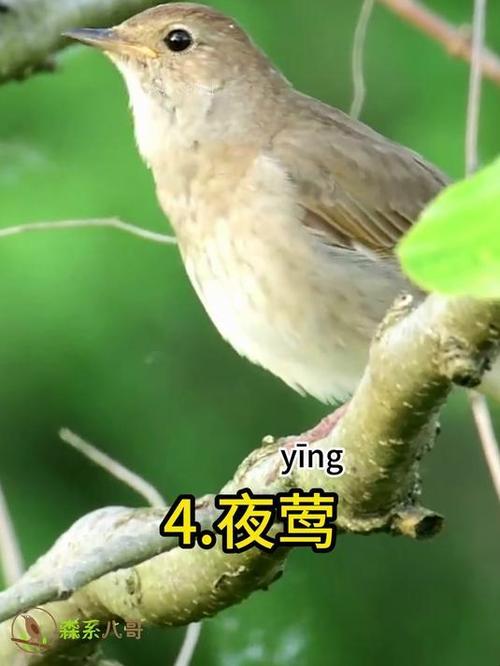 凌晨3至4点鸟叫预示什么