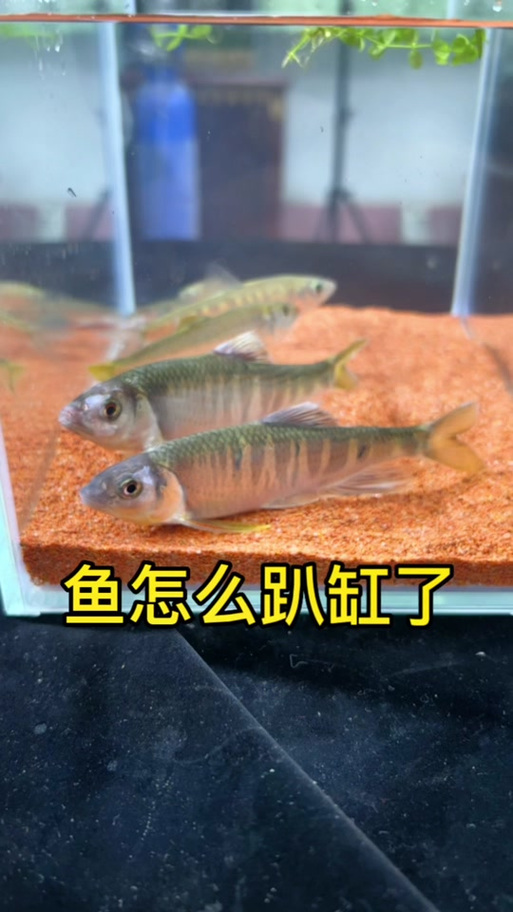 新鱼趴缸恢复最快的方法