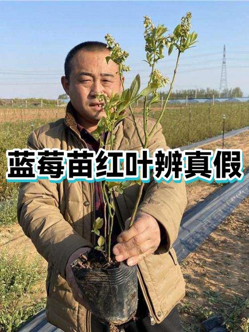 沃得蓝莓饮真假揭秘