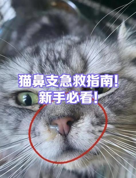 猫鼻支是什么症状