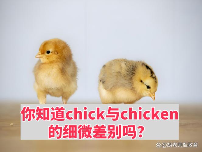 chick和chicken区别