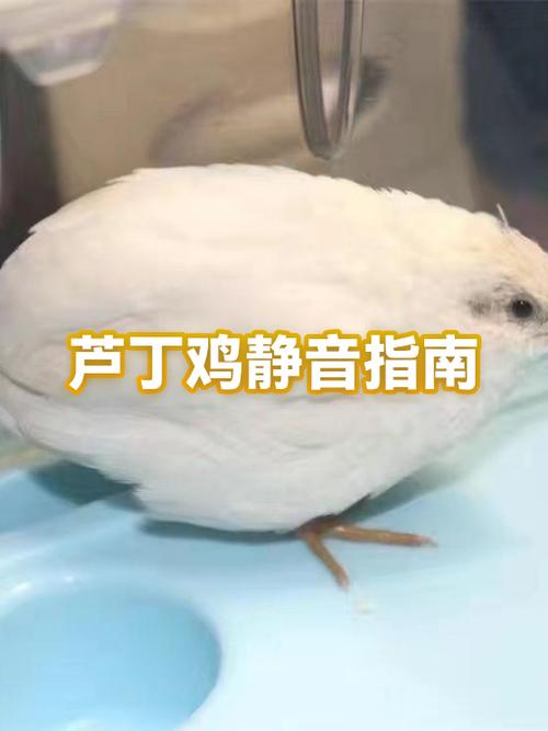 怎样抓鸡才不会使鸡叫