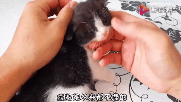 猫咪二重