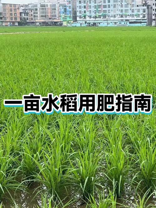 1000亩水稻利润