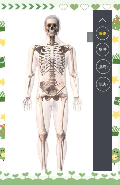 3dbody解剖软件下载
