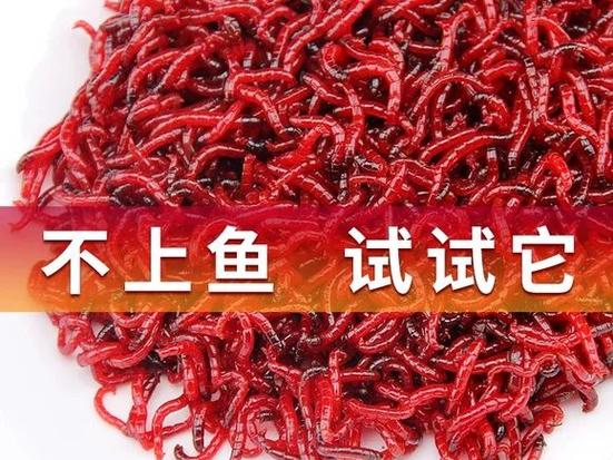红虫钓鱼的三大忌