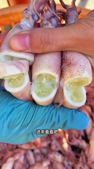 小鱿鱼