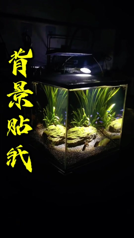 鱼缸贴背景还是不贴好游戏截图