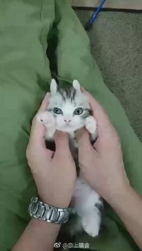 恋上猫舍