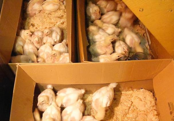 小鸡在纸箱子里冷吗