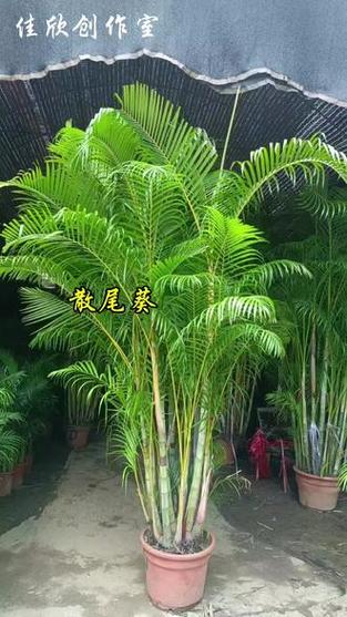 散尾葵图片