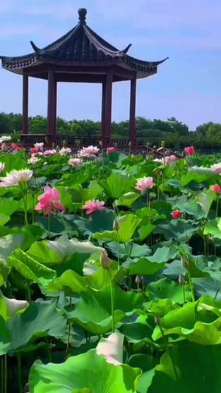 关于夏天的视频(视频)