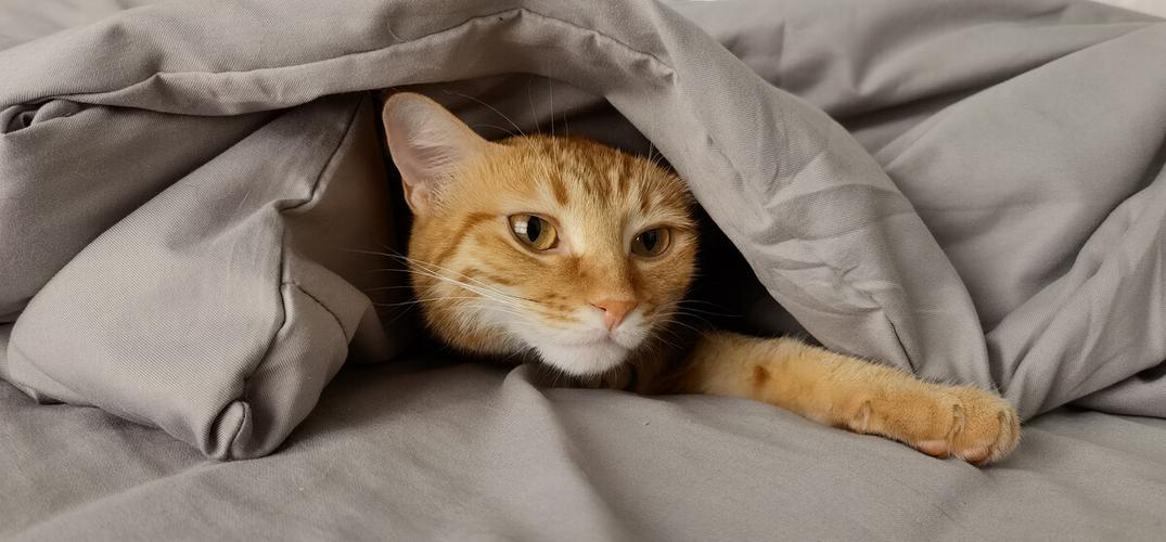 猫咪喜欢钻被窝的5种表现
