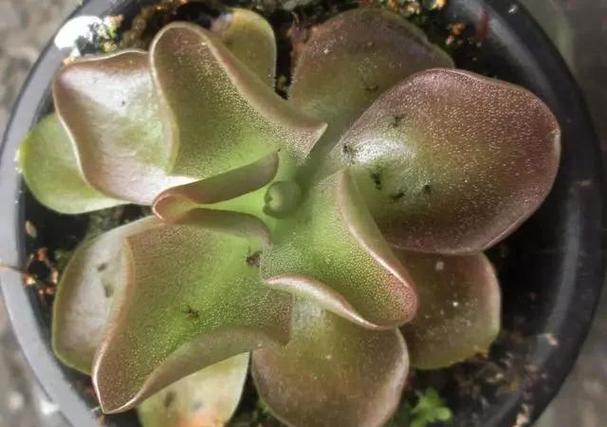 如何消除花盆里小黑飞虫