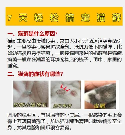 小猫奶藓和猫藓有区别么