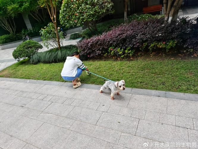 小区遛狗公务员