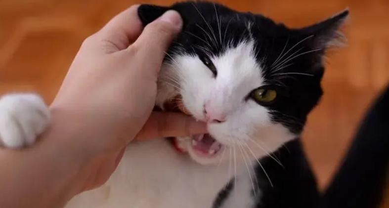 猫突然不让抱还咬人