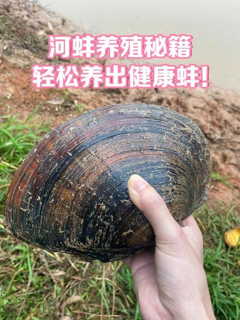 养河蚌赚钱吗