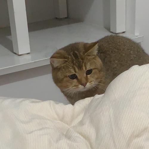 为什么小猫喜欢躲猫猫