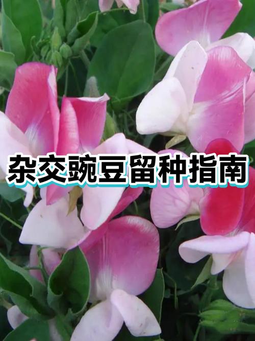豌豆的保存方法有哪些