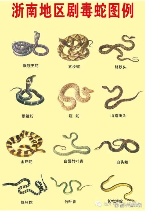 无毒蛇图片