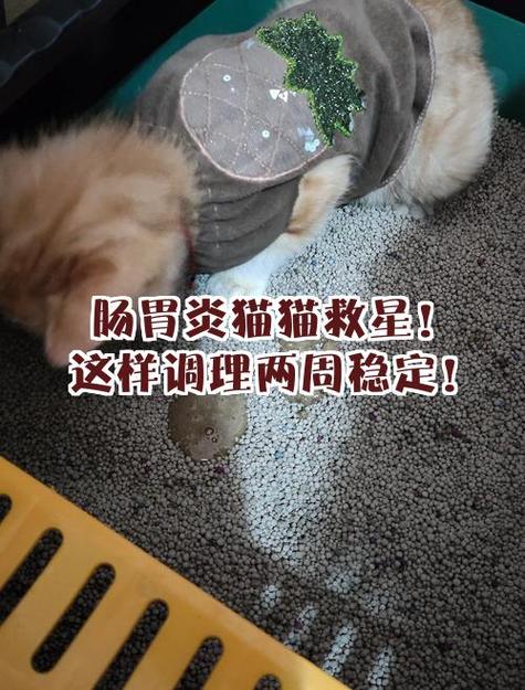猫咪肠胃炎的三个阶段